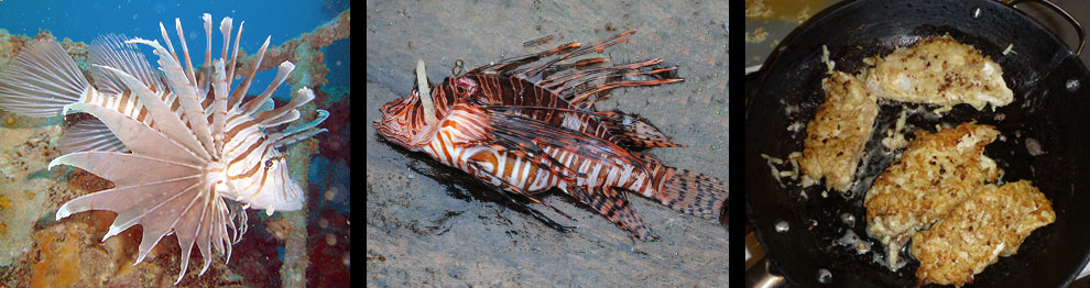 Invasive Lion Fish