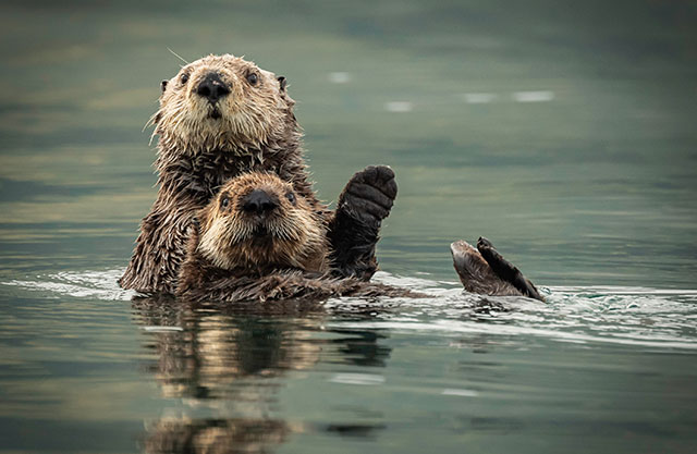 sea-otter